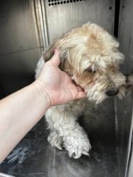 Shelter Stray Male Dog last seen Near collett little rd, East District, TX, 355 Hillshire Dr, Haslet, TX 76052, USA