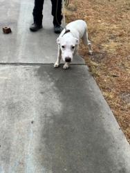 Shelter Stray Male Dog last seen Near Orleans Lane, South District, TX, 355 Hillshire Dr, Haslet, TX 76052, USA