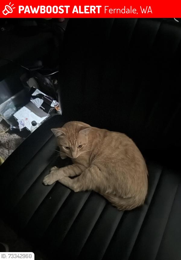 Lost Male Cat last seen Speed gas station, Ferndale, WA 98248