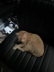 Lost Male Cat last seen Speed gas station, Ferndale, WA 98248