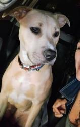 Lost Female Dog last seen Anderson Rd, Nashville, TN 37013