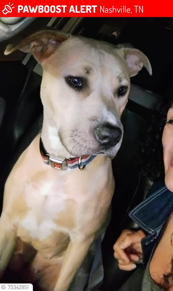 Lost Female Dog last seen Anderson Rd, Nashville, TN 37013