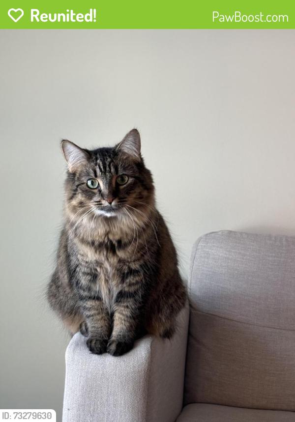 Reunited Female Cat last seen Albert Park, Regina, SK S4S 3G1