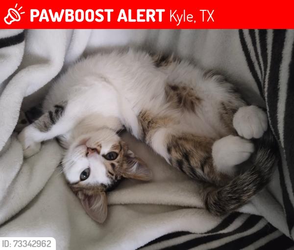 Lost Female Cat last seen Oasis at Plum Creek, Kyle, TX 78640