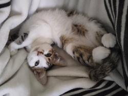 Lost Female Cat last seen Oasis at Plum Creek, Kyle, TX 78640