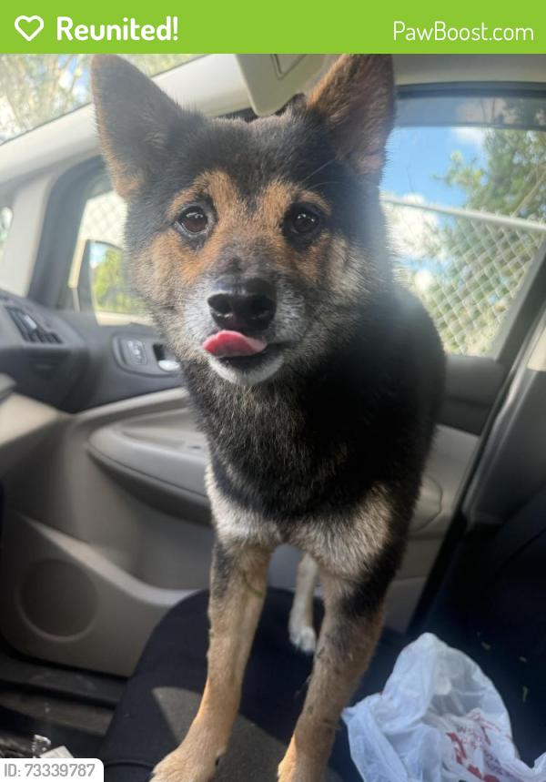 Reunited Male Dog last seen Clearwaterl largo rd, w bay drive, Largo, FL 33770