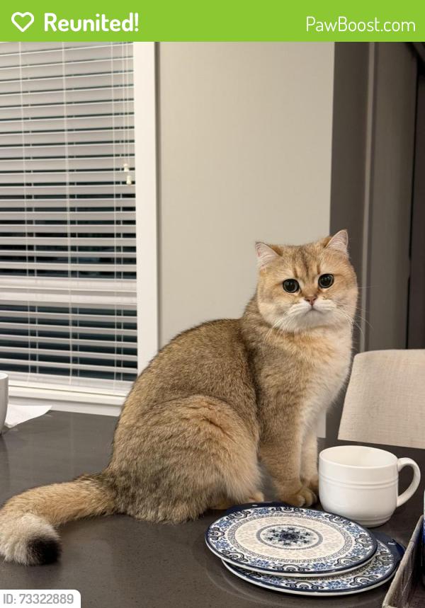 Reunited Male Cat last seen St. Madeleine Sophie Catholic Parish, Bellevue, WA 98006