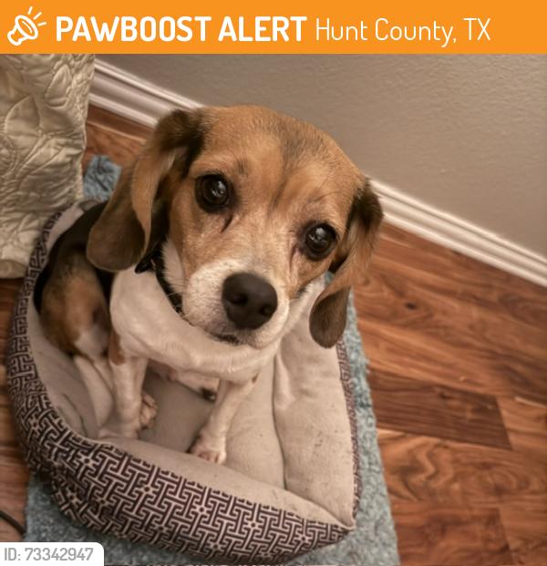 Found/Stray Female Dog last seen FM 2101 North of Boles Home, Hunt County, TX 75402