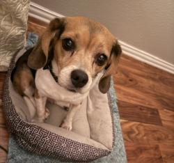 Found/Stray Female Dog last seen FM 2101 North of Boles Home, Hunt County, TX 75402