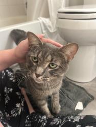 Found/Stray Male Cat last seen Deveron and Commissioners, London, ON N5Z 4X5