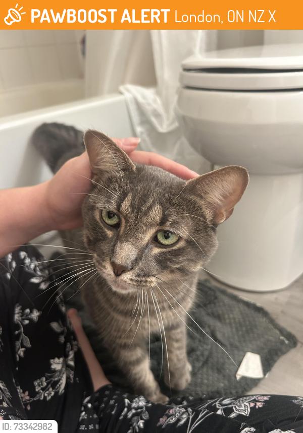 Found/Stray Male Cat last seen Deveron and Commissioners, London, ON N5Z 4X5