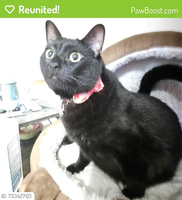 Reunited Male Cat last seen The Retreat at Concord apmts, Concord, NC 28025