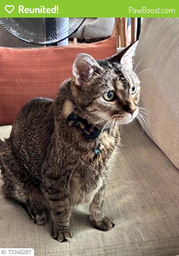 Reunited Male Cat last seen Ramon Park, Palm Springs, CA 92264
