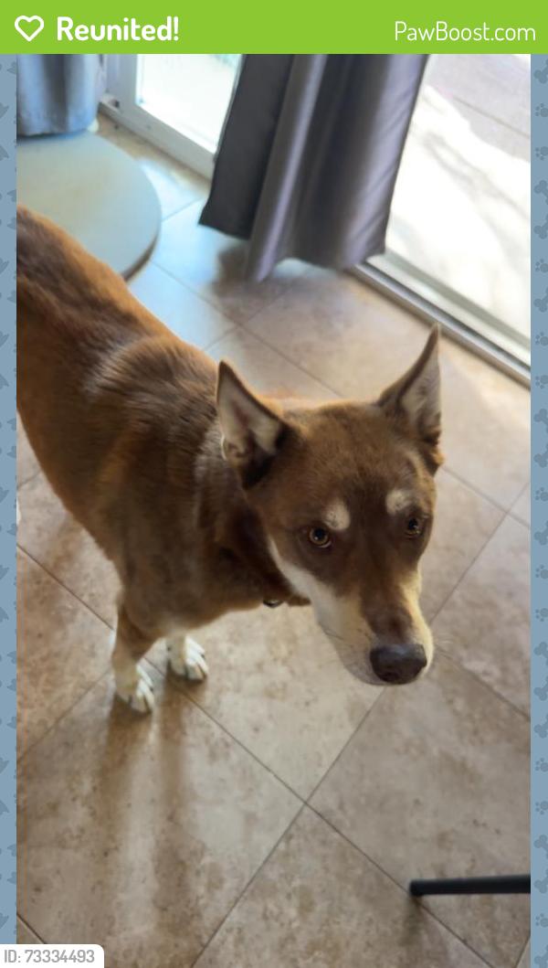 Reunited Male Dog last seen Veterans parkway, Opelika, AL 36801