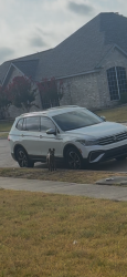 Found/Stray Unknown Dog last seen shoreline dr in mesquite, Mesquite, TX 75149