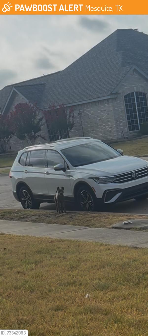Found/Stray Unknown Dog last seen shoreline dr in mesquite, Mesquite, TX 75149