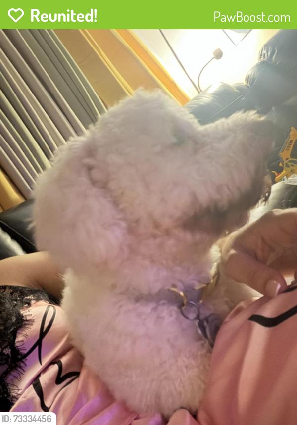 Reunited Male Dog last seen Lawncrest park, Philadelphia, PA 19111