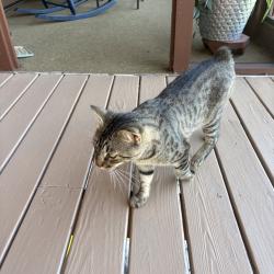 Found/Stray Male Cat last seen Adas Way, Maryville, TN 37803, Maryville, TN 37804