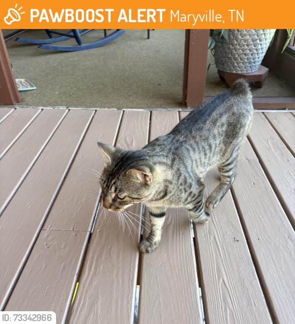 Found/Stray Male Cat last seen Adas Way, Maryville, TN 37803, Maryville, TN 37804