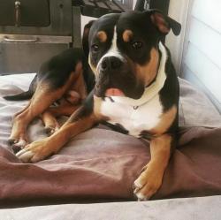 Reunited Male Dog last seen Mifflin St & Cedar, Homestead, PA 15120