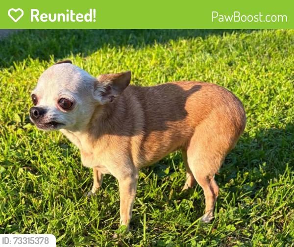 Reunited Female Dog last seen 5th st., Clinton, IA 52732