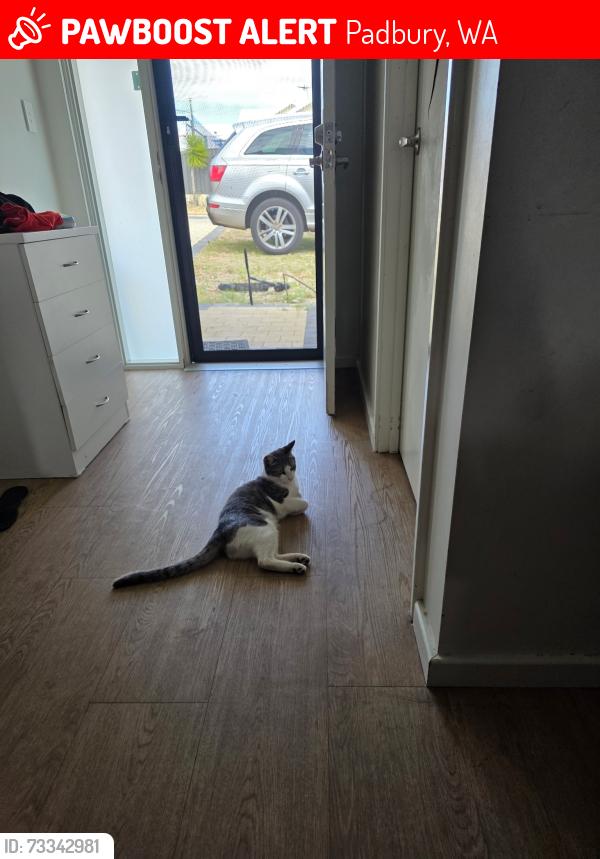 Lost Male Cat last seen Padbury, Padbury, WA 6025