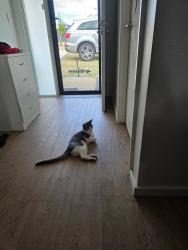 Lost Male Cat last seen Padbury, Padbury, WA 6025