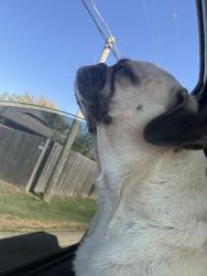 Reunited Male Dog last seen 29th and Garnett, Tulsa, OK 74129