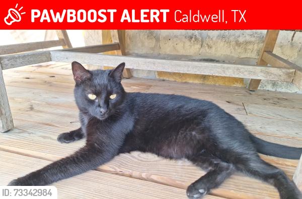 Lost Male Cat last seen beaver lake dr and beaver bend, Caldwell, TX 77836