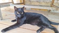 Lost Male Cat last seen beaver lake dr and beaver bend, Caldwell, TX 77836