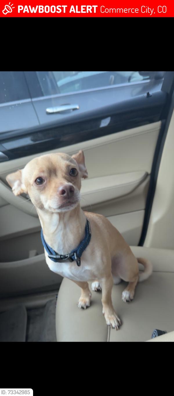 Lost Male Dog last seen 60th and holly, Commerce City, CO 80022