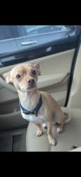 Lost Male Dog last seen 60th and holly, Commerce City, CO 80022