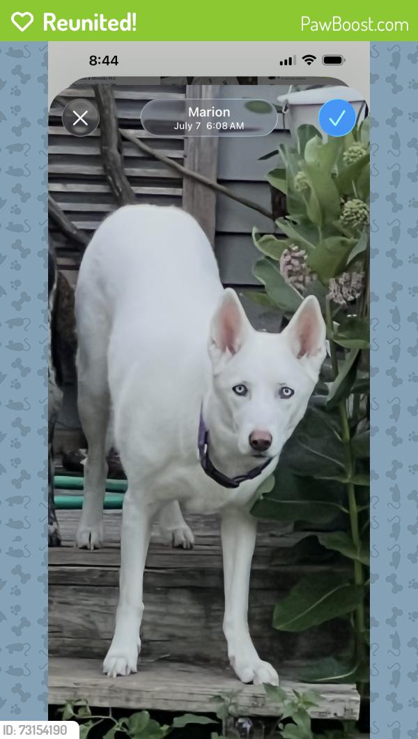 Reunited Female Dog last seen 10th ST and 10th AVE, Marion, IA 52302