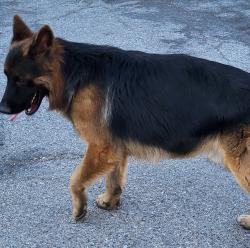 Found/Stray Male Dog last seen Los Feliz and Kell Lane, Sunrise Manor, NV 89156
