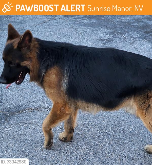 Found/Stray Male Dog last seen Los Feliz and Kell Lane, Sunrise Manor, NV 89156