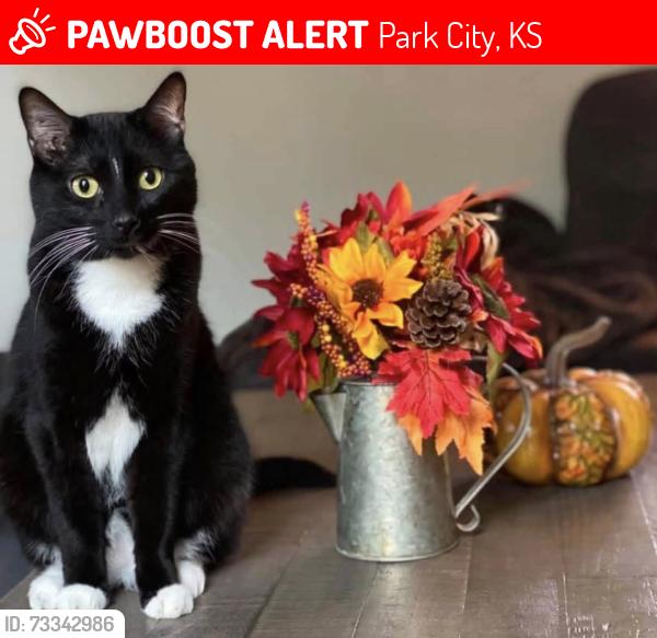 Lost Male Cat last seen Tarrytown, Park City, KS 67219