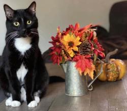 Lost Male Cat last seen Tarrytown, Park City, KS 67219