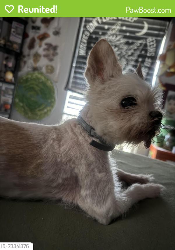 Reunited Male Dog last seen Safflower Street and Abelia, Winchester, CA 92596