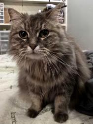 Lost Female Cat last seen Service Street, Burnaby, BC 