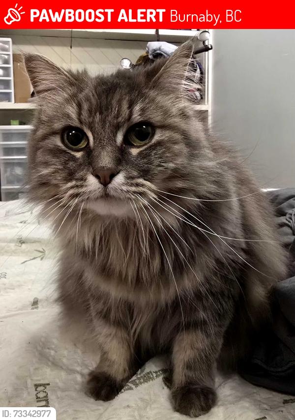 Lost Female Cat last seen Service Street, Burnaby, BC 