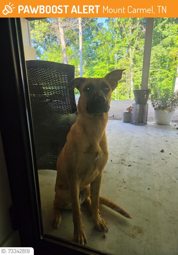 Found/Stray Male Dog last seen Woodland Dr and S Sherbrooke Cir, Mount Carmel, TN 37645