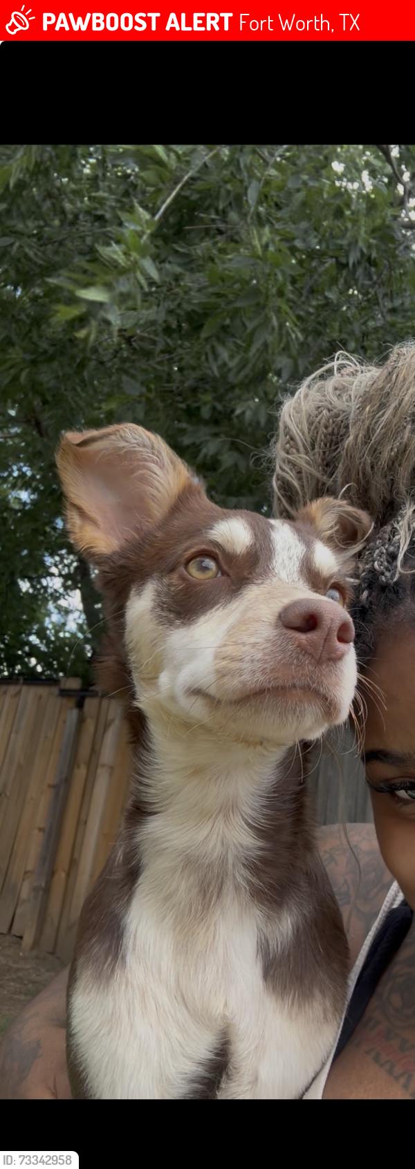Lost Female Dog last seen Near 9123 Penny Ln, Fort Worth, TX 76123