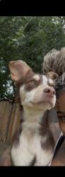 Lost Female Dog last seen Near 9123 Penny Ln, Fort Worth, TX 76123