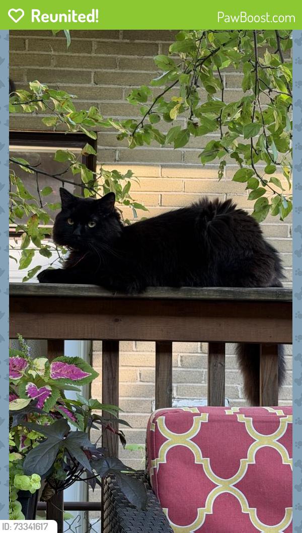 Reunited Male Cat last seen Rathburn Road and East Mall, Toronto, ON 