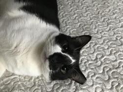 Reunited Male Cat last seen Meadowvale Community Centre, Mississauga, ON L5N 7T5