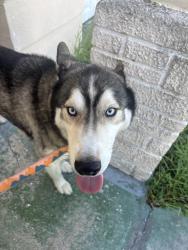 Reunited Male Dog last seen Blossom Lake Dr, Holiday, FL 34691