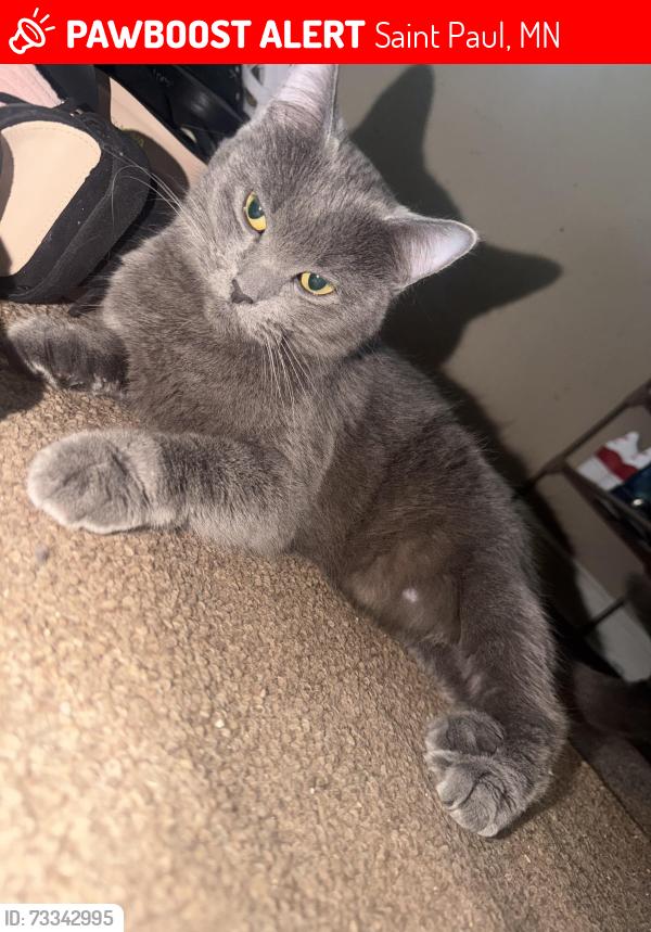 Lost Female Cat last seen Near Conway St Saint Paul, MN 55106 United States, Saint Paul, MN 55106