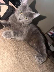 Lost Female Cat last seen Near Conway St Saint Paul, MN 55106 United States, Saint Paul, MN 55106