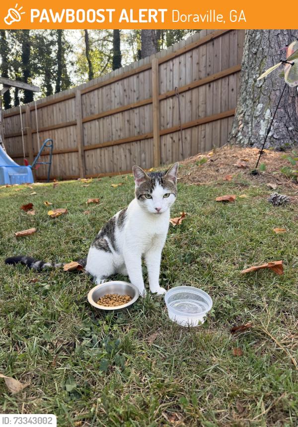 Found/Stray Male Cat last seen Evansdale Elementary, Doraville, GA 30340
