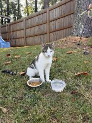 Found/Stray Male Cat last seen Evansdale Elementary, Doraville, GA 30340